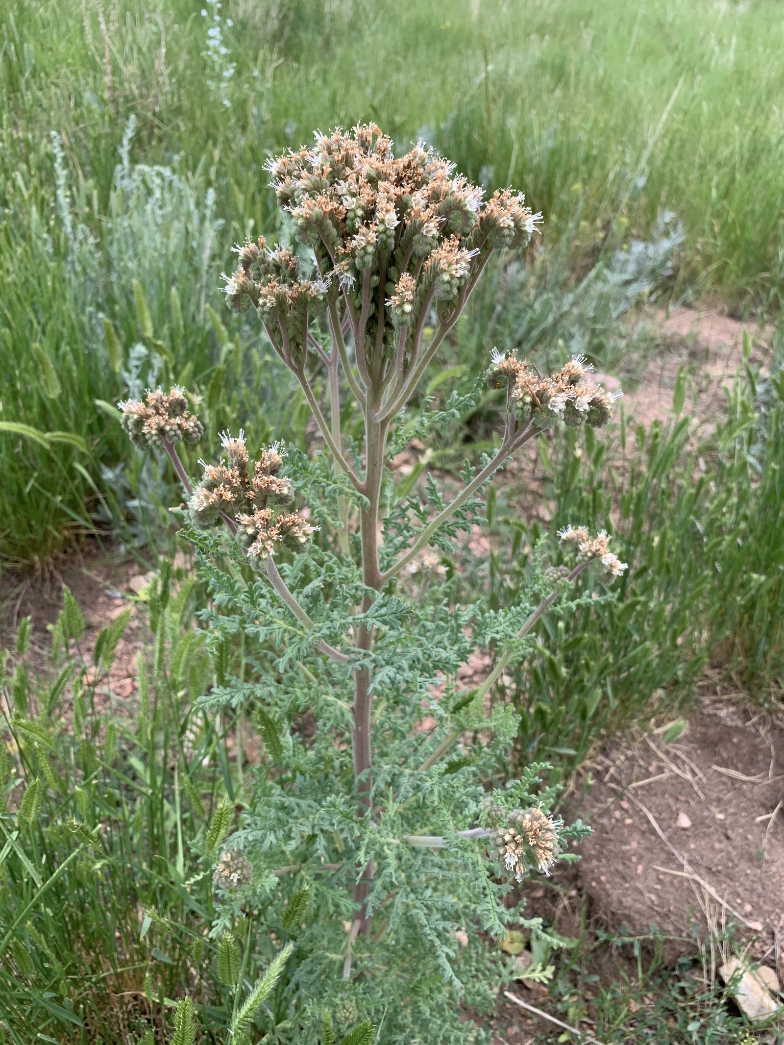 Phacelia alba