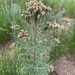 White Phacelia - Photo (c) Greg Pappas, some rights reserved (CC BY-NC), uploaded by Greg Pappas