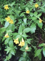 Erythranthe dentata