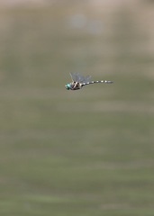 Macromia pacifica