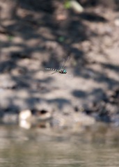 Macromia pacifica