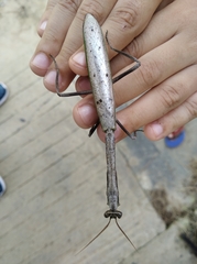 Pseudovates brasiliensis