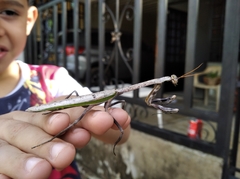 Pseudovates brasiliensis