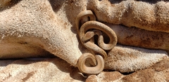 Storeria dekayi