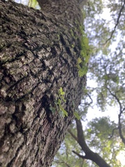 Quercus