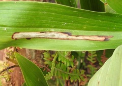 Synchysa tricincta
