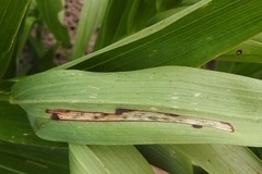 Synchysa tricincta