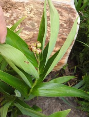 Synchysa tricincta