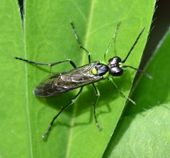 Tenthredo mesomela