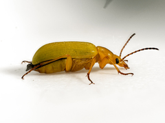 Cteniopus sulphureus