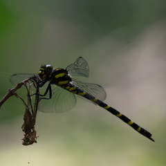 Cordulegaster erronea