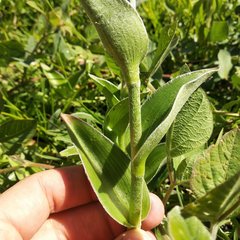 Tradescantia crassifolia