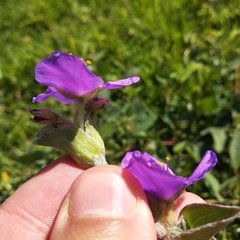 Tradescantia crassifolia