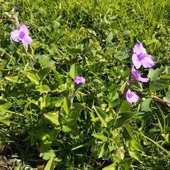 Tradescantia crassifolia