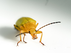 Cteniopus sulphureus