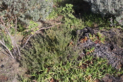 Phylica parviflora