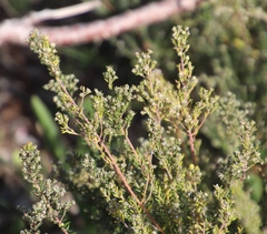 Phylica parviflora