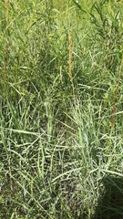 Elymus smithii