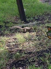 Sciurus carolinensis