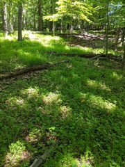 Cordulegaster erronea