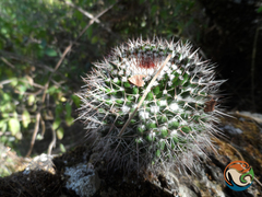 Mammillaria polyedra