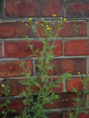 Senecio viscosus