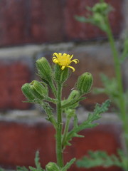 Senecio viscosus