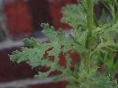 Senecio viscosus