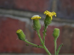 Senecio viscosus