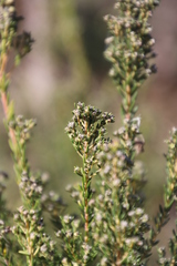 Phylica parviflora