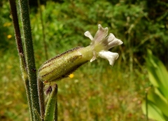 Silene drummondii