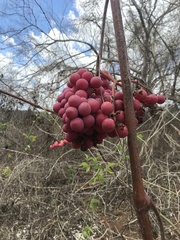 Ampelocissus acapulcensis