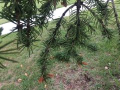Picea