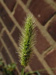 Setaria viridis