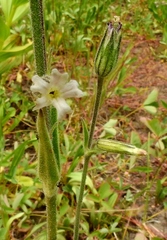 Silene drummondii