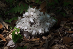 Monotropastrum humile