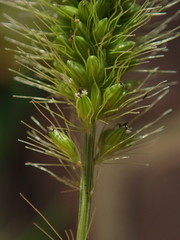 Setaria viridis