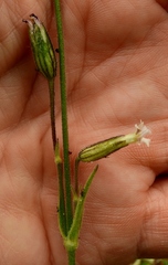 Silene drummondii