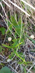 Antennaria monocephala