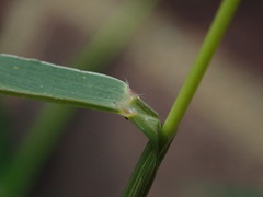 Setaria viridis