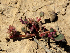 Tetragonia microptera