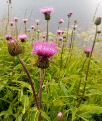 Cirsium heterophyllum