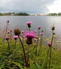 Cirsium heterophyllum