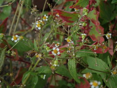Galinsoga quadriradiata