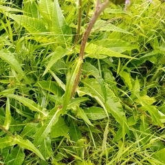 Cirsium heterophyllum