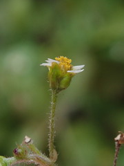 Galinsoga quadriradiata