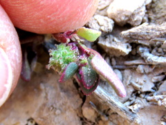 Tetragonia microptera