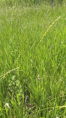 Elymus trachycaulus