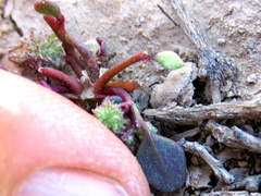 Tetragonia microptera