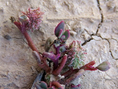 Tetragonia microptera